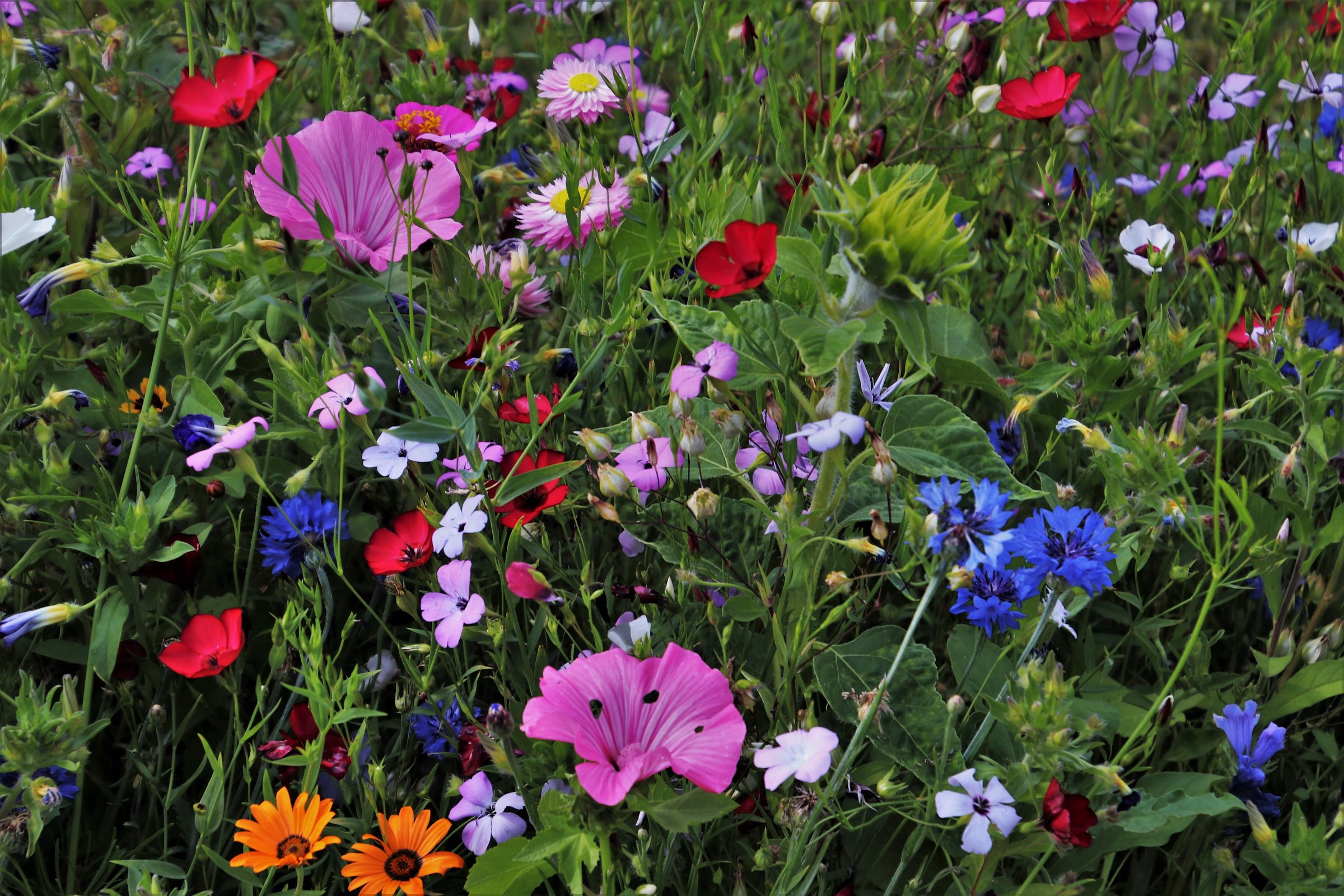 Flowers in the Meadow